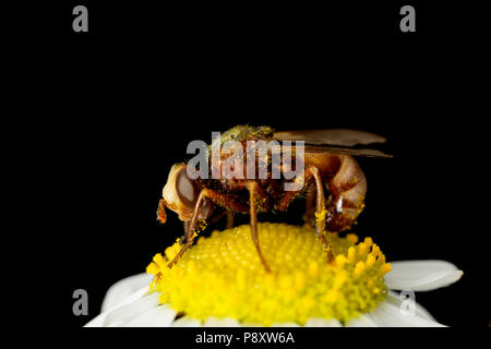 Une myopa buccata fly photographié dans un studio à North Dorset England UK GB. La mouche est widesrpead au Royaume-Uni et ses larves sont parasites internes de b Banque D'Images