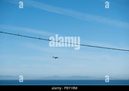 Les oiseaux se sont assis sur une ligne électrique au-dessus de la mer Égée avec les îles Saroniques en arrière-plan tandis qu'un autre oiseau saute en dessous, East Attica, Grèce, Europe. Banque D'Images