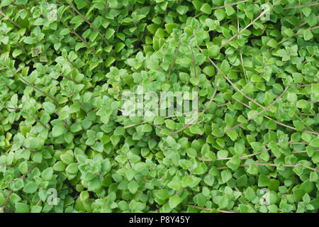 Close up of green texture végétale et l'arrière-plan. Banque D'Images