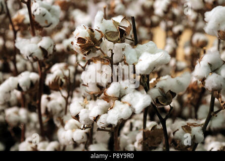 Berlin, Allemagne, des plants de coton Banque D'Images