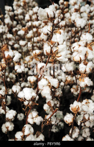 Berlin, Allemagne, des plants de coton Banque D'Images