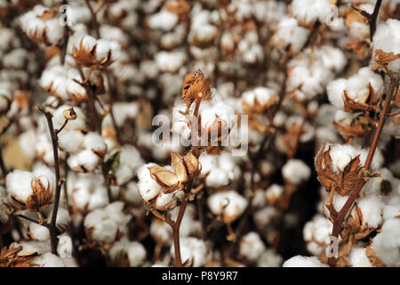 Berlin, Allemagne, des plants de coton Banque D'Images