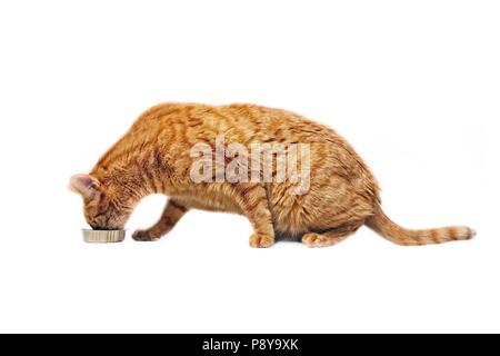 Le gingembre cat eating out d'un plat de nourriture- vue de côté isolé sur blanc. Banque D'Images