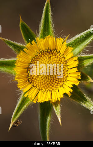 Tortue-starwort (Pallenis spinosa) fleur jaune qui fleurit dans pouvez Marroig immobiliers publics dans le Parc Naturel de Ses Salines (Formentera, îles Baléares, Espagne) Banque D'Images