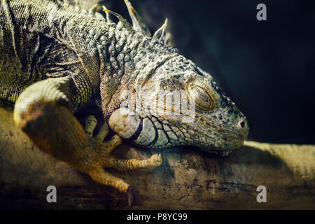 Closeup portrait of American vert iguane commun dormir sur un arbre dans le zoo, les espèces arboricoles de lizard reptilia Banque D'Images