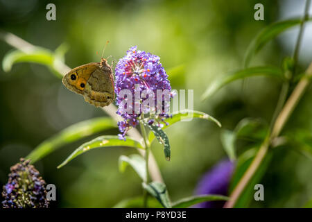 Papillon sur la floraison de Buddleja. Abruzzo Banque D'Images