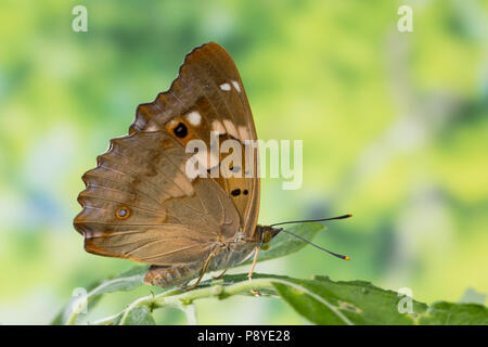 Kleiner Schillerfalter Espen-Schillerfalter Espenschillerfalter,,,, Schillerfalter Weibchen, Apatura ilia Apatura, barcina, moindre Purple Emperor, fem Banque D'Images