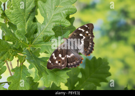 Kleiner Schillerfalter Espen-Schillerfalter Espenschillerfalter,,,, Schillerfalter Weibchen, Ilia Apatura ilia Apatura, forma, Ilia Apatura ilia. f, b Banque D'Images