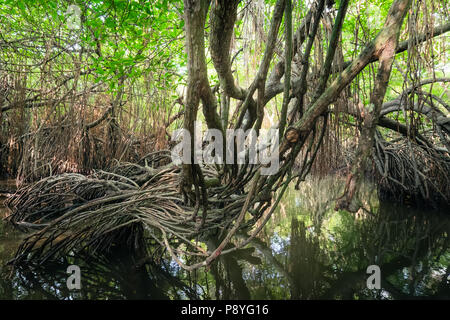 Paysage surréaliste et mystérieuse beauté de jungles tropicales avec river et la forêt de mangrove. Sri Lanka nature et les destinations de voyage Banque D'Images