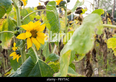 Domaine de la décoloration du tournesol Banque D'Images