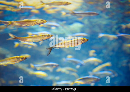 Banc de poissons tropicaux rouge jaune bleu dans l'eau, clair, le monde sous-marin coloré copyspace pour texte, fond papier peint Banque D'Images