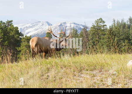 Un wapiti de taureau trophée, Cervus canadensis, avec les Rocheuses canadiennes en arrière-plan. Banque D'Images