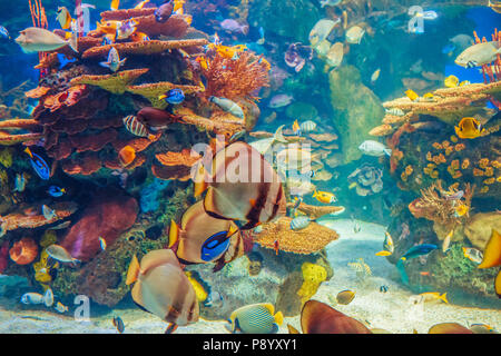Groupe de nombreux bancs de poissons tropicaux rouge jaune bleu dans l'eau avec barrière de corail, le monde sous-marin coloré copyspace, pour le texte, fond papier peint Banque D'Images