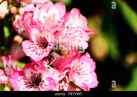 Fleurs à Devon Banque D'Images