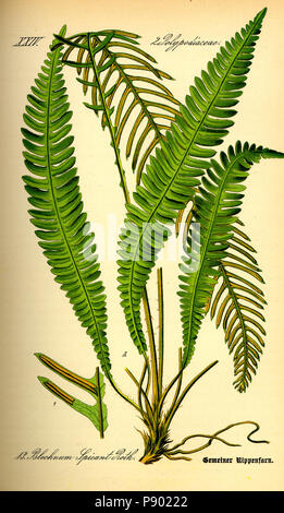 . 336 Illustration Blechnum spicant0 Banque D'Images