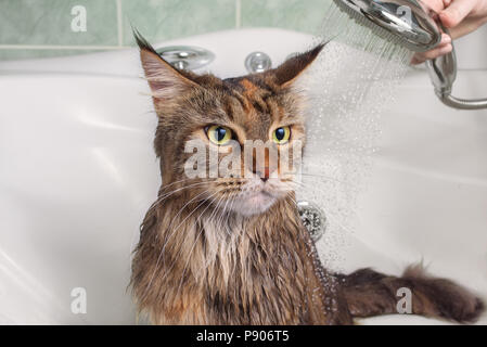 Chat mouillé. Le bain à un chat dans une baignoire Banque D'Images