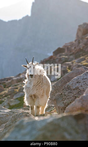 Mt Evans la chèvre de montagne sur des roches au coucher du soleil Banque D'Images