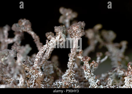 Snow lichen (Stereocaulon sp.) dans son environnement naturel. Cusco - Perú Banque D'Images