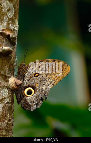 Spécimen de papillon oeil de hibou (Caligo eurilochus) perché sur branche. Chanchamayo, Pérou Banque D'Images