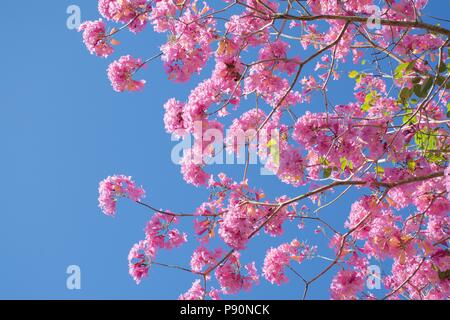 De belles fleurs tropicales de l'arbre à trompettes roses (Tabebuia impetiginosa) contre un ciel bleu Banque D'Images