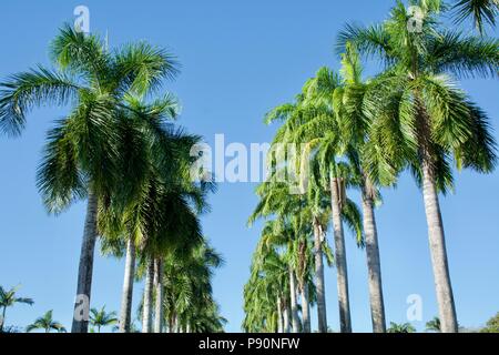 De l'avenue Royal Palm cubain Palms avec de grands troncs et feuilles vert brillant contre un ciel bleu clair Banque D'Images