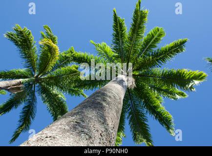 De l'avenue Royal Palm cubain Palms avec de grands troncs et feuilles vert brillant contre un ciel bleu clair Banque D'Images