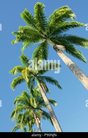 De l'avenue Royal Palm cubain Palms avec de grands troncs et feuilles vert brillant contre un ciel bleu clair Banque D'Images