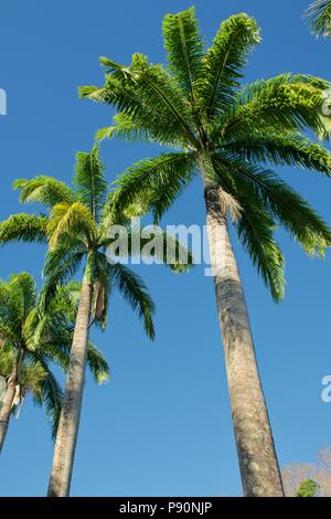 De l'avenue Royal Palm cubain Palms avec de grands troncs et feuilles vert brillant contre un ciel bleu clair Banque D'Images