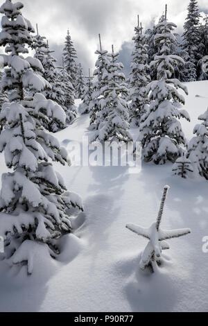 WA14512-00...WASHINGTON - Les arbres sur la montagne dans l'Suntop Baker-Snoqualmie National Forest. Banque D'Images