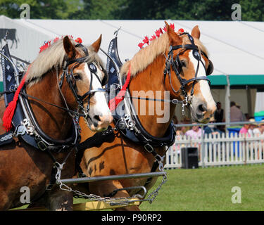 Guildford, Angleterre - le 28 mai 2018 : deux bay Shire chevaux en cuir traditionnel tack tirant une charrette en bois ouverte ou Dray Banque D'Images