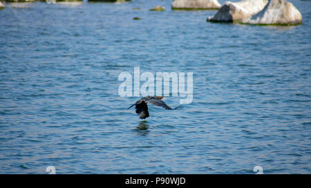 Petit oiseau phalacrocorax niger volant sur le lac Banque D'Images