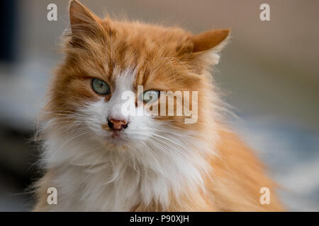 Le gingembre chat rouge aux yeux bleus dans le jardin a l'air dans l'appareil photo, Close up Banque D'Images