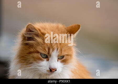 Le gingembre rouge timide chat aux yeux bleus dans le jardin regarde vers le bas, Close up Banque D'Images