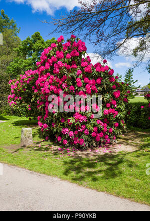 Rhododendron floraison brillante bush dans l'affaire Simmons Park, Devon Okehampton, UK. Banque D'Images
