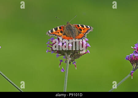 Les petites écailles de papillon sur une Verbena Bonariensis dans un chalet jardin Banque D'Images