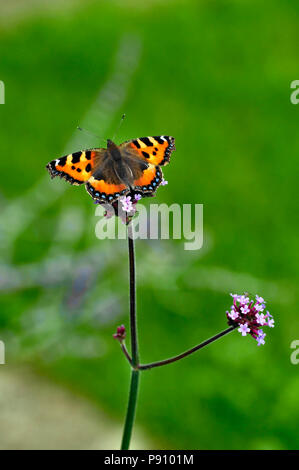 Les petites écailles de papillon sur une Verbena Bonariensis dans un chalet jardin Banque D'Images