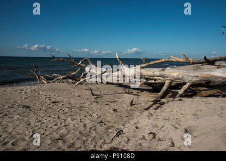 Il y a une plage de sable de la côte ouest de la péninsule de Darß dans le nord-est de l'Allemagne avec beaucoup de bois mort de la forêt derrière la plage. Banque D'Images