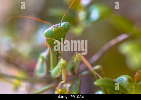 Portrait de la mante religieuse (Mantis religiosa) est l'un des plus connus et des espèces répandues de l'Écosse, les mantes religieuses. Banque D'Images