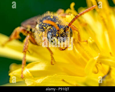 Nomada abeille sur une fleur de pissenlit Banque D'Images