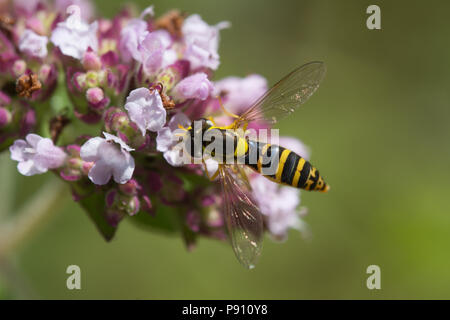 Sphaerophoria scripta, la collecte de nectar hoverfly wild violet fleurs de marjolaine (Origanum vulgare) Banque D'Images