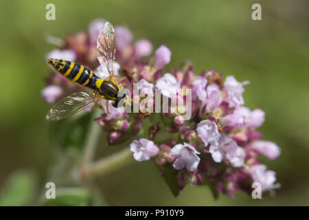 Sphaerophoria scripta, la collecte de nectar hoverfly wild violet fleurs de marjolaine (Origanum vulgare) Banque D'Images