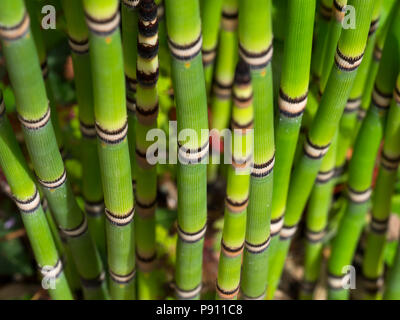 La prêle Equisetum japonicum Juillet Norfolk Banque D'Images