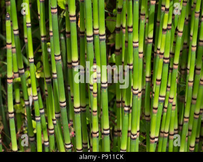 La prêle Equisetum japonicum Juillet Norfolk Banque D'Images