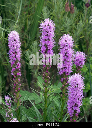 Liatris Liatris spicata Juillet Norfolk Banque D'Images