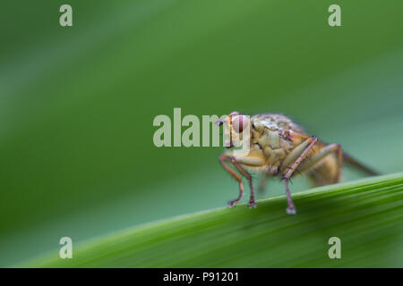 La bouse jaune fly, Scathophaga stercoraria, UK Banque D'Images