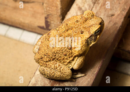 Une cane toad, Rhinella marina, dans la jungle du Suriname Amérique du Sud à Raleighvallen réserve naturelle. Le crapaud peut produire des produits chimiques toxiques connus sous le nom de Banque D'Images