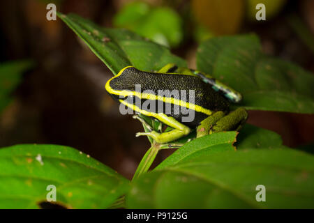 Une grenouille poison rayé trois, ou poison dart frog, Ameerega trivittata, photographié dans la jungle du Suriname près de Bakhuis. Le Suriname est noté pour sa Banque D'Images