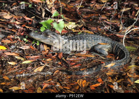 Aligator Décembre 10th, 2012 Le Parc National des Everglades, en Floride Banque D'Images