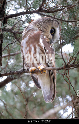 Petite Nyctale dans un cèdre rouge de l'est arbre. À partir de la Lincoln County, South Dakota, USA Banque D'Images