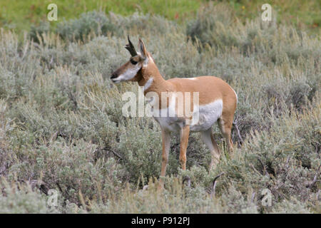 L'antilocapre dans Sage - 23 août 2004 - Parc National de Yellowstone, Wyoming Banque D'Images